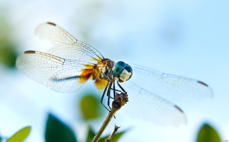 Meike Sony Extension Tube